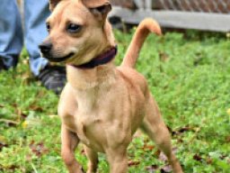 chiweenie_20211218_1571081913